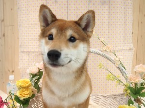 ミスビビ　トリミング　かわいい　最新　スタイル　柴犬　2015.4.15-1